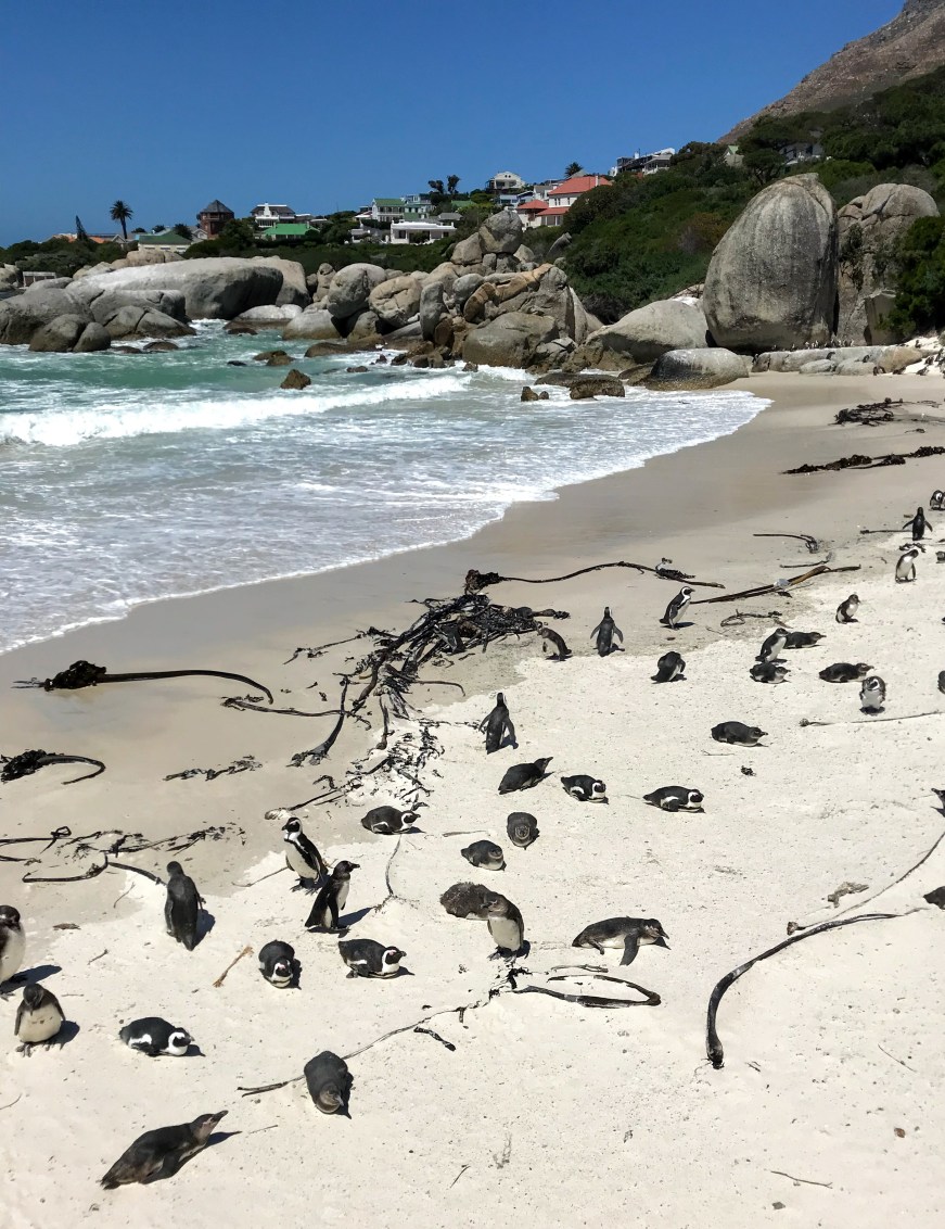Boulders Beach
