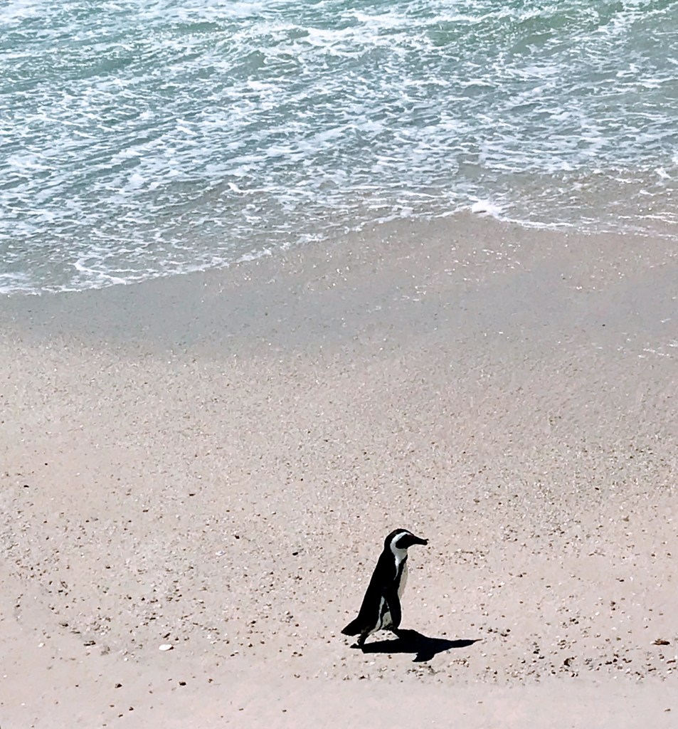 Boulders Beach