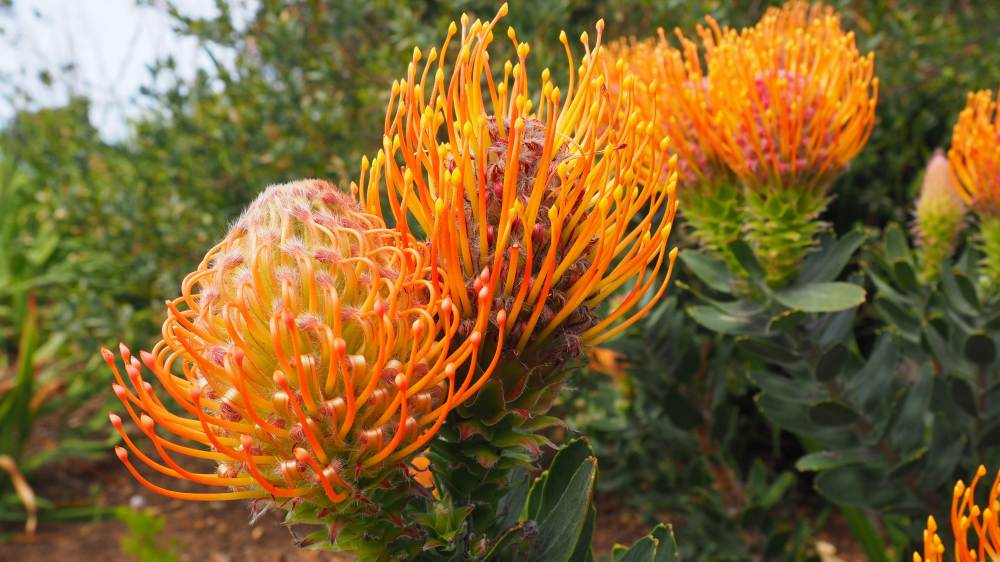 kirstenbosch national botanical garden