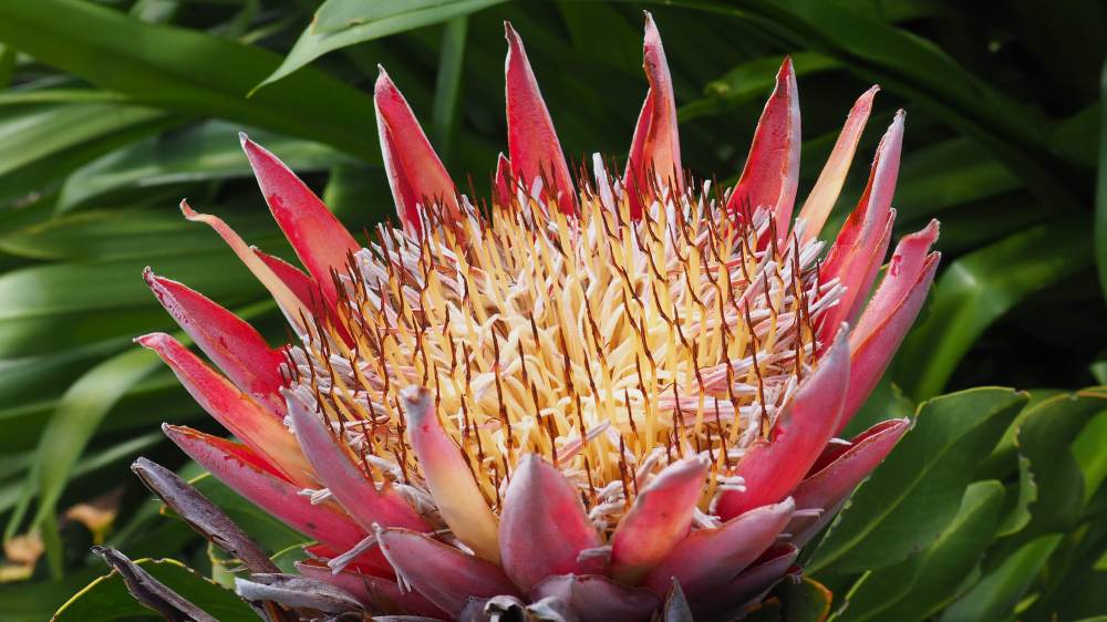 Kirstenbosch national botanical garden